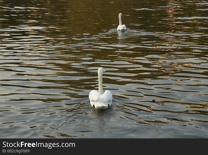 Swans