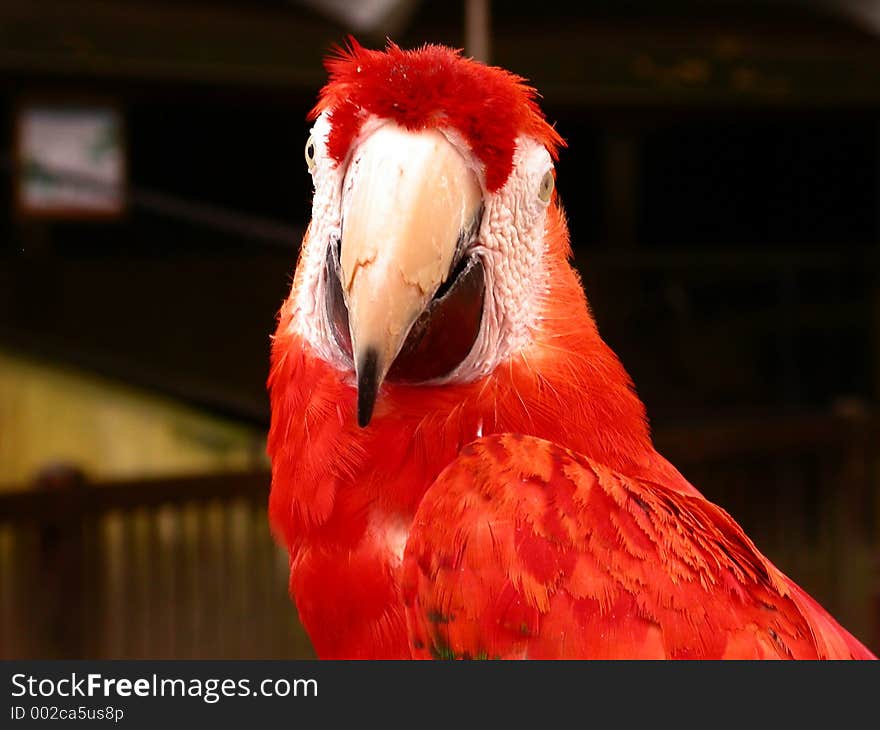 Red Parrot staring straight