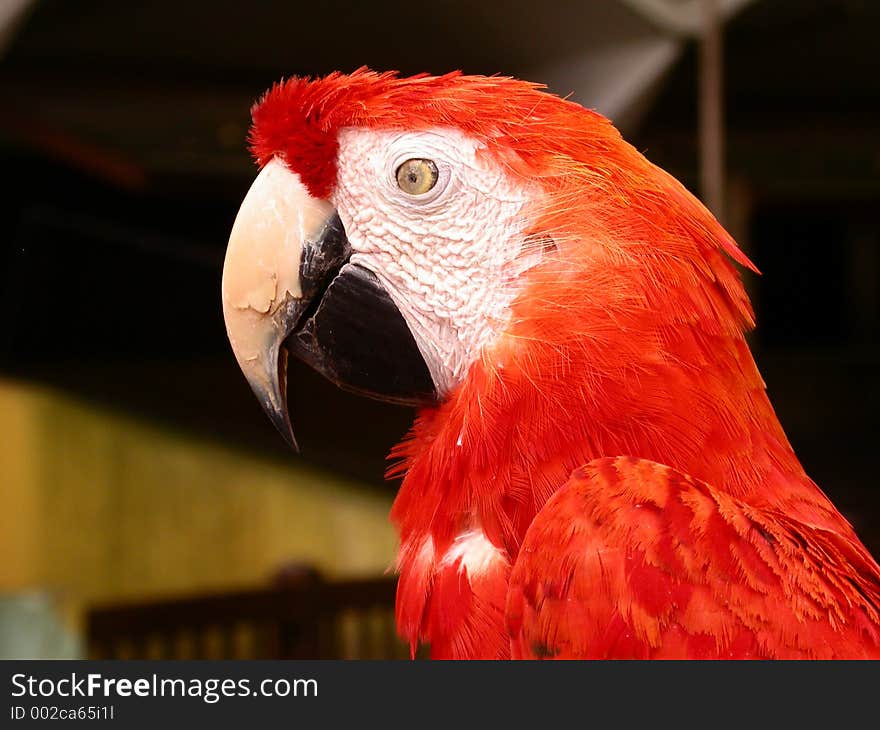 Side view of parrot