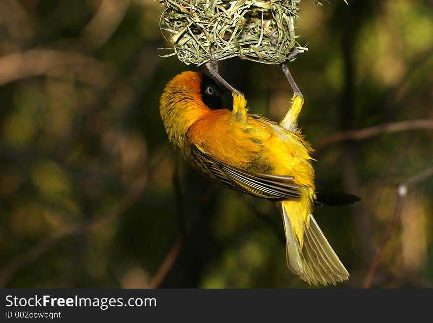 Bird hanging from its nest. Bird hanging from its nest