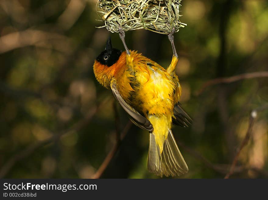 Bird hanging from its nest. Bird hanging from its nest