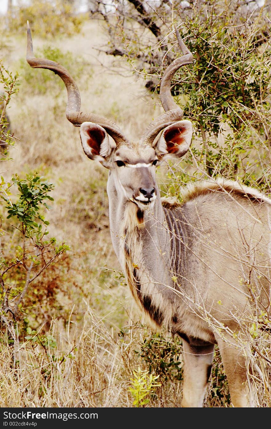 Kudu, South Africa