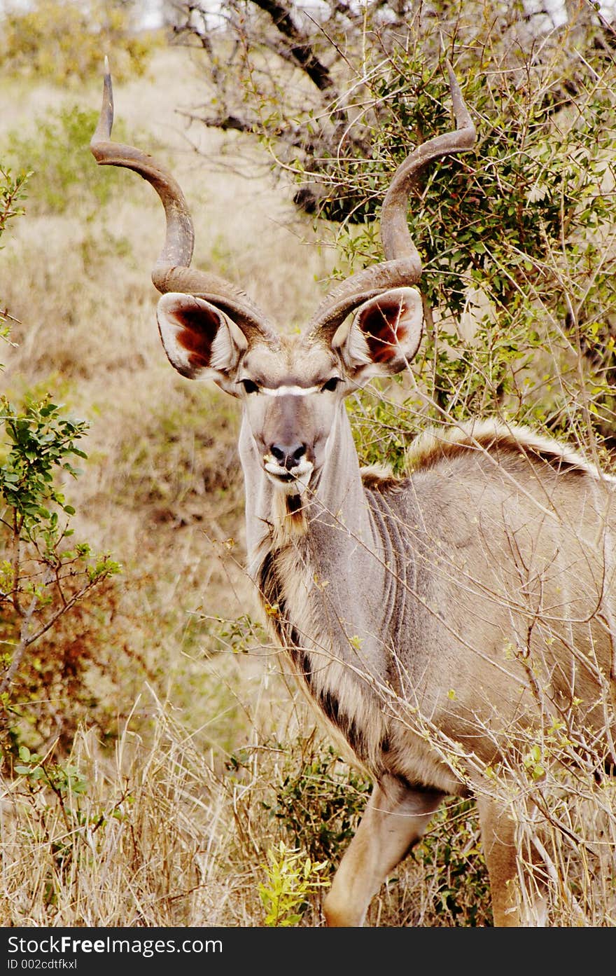 Kudu, South Africa