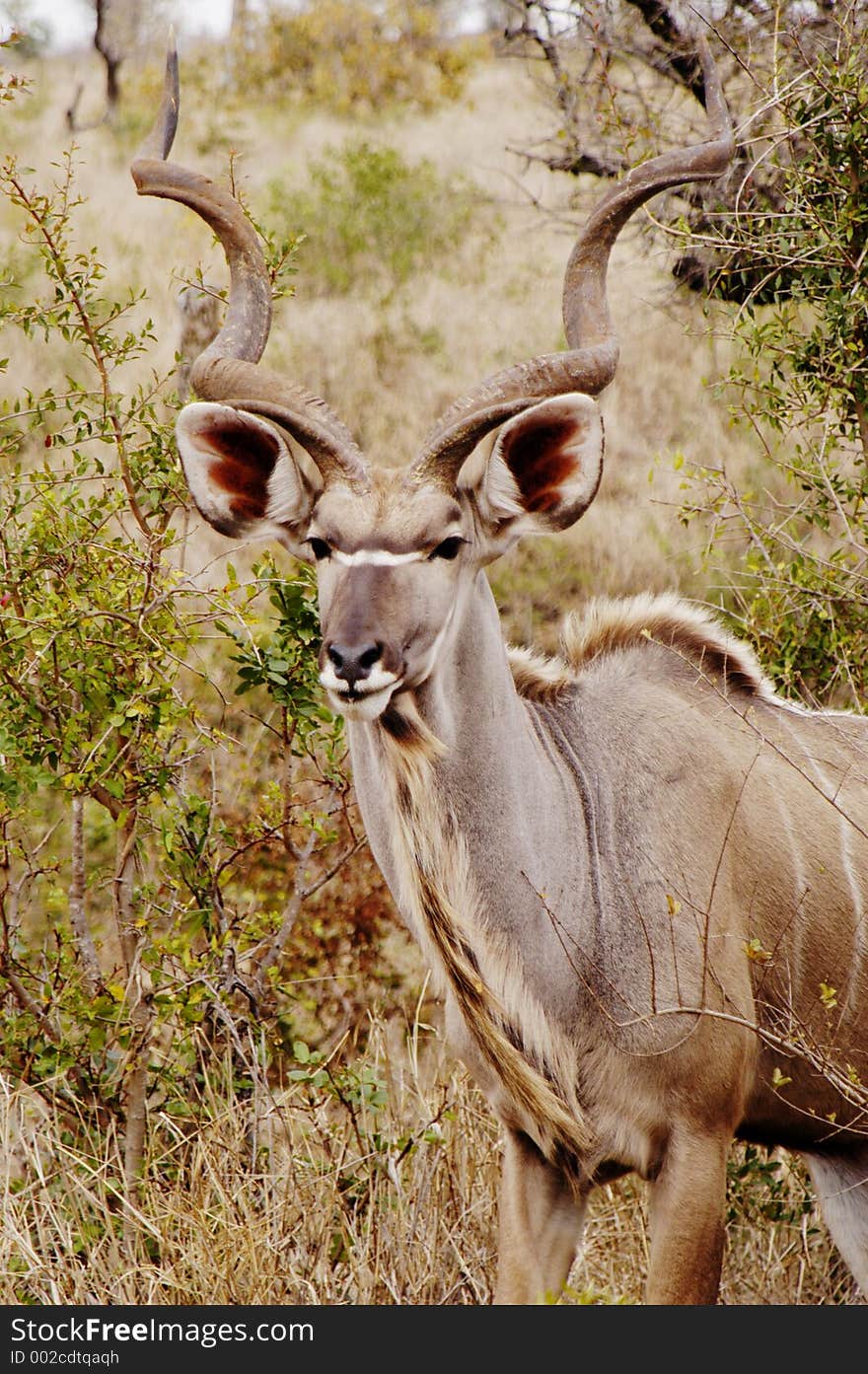 Kudu, South Africa