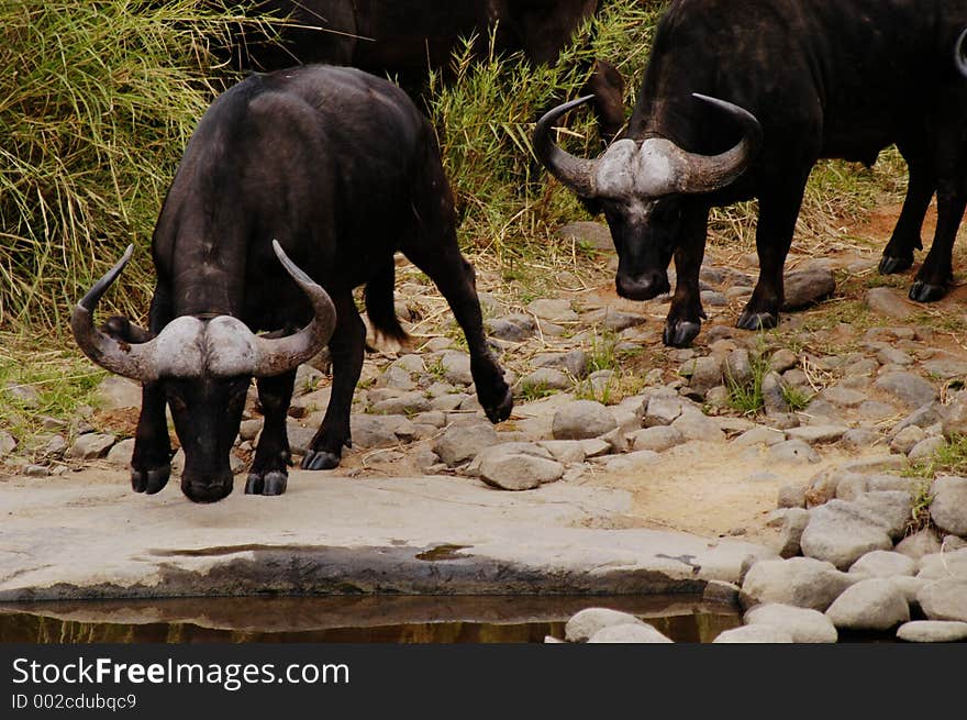 Buffalo drinking water, South Africa. Buffalo drinking water, South Africa