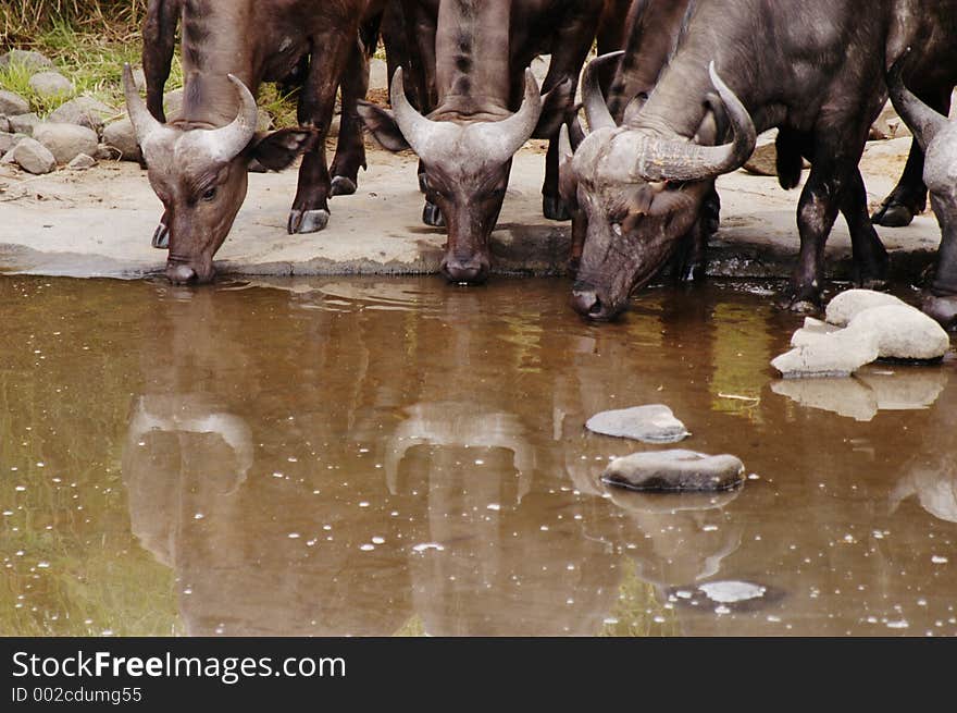 Buffalo drinking water, South Africa. Buffalo drinking water, South Africa