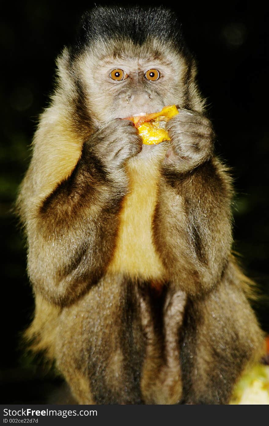 Capuchin monkey eating