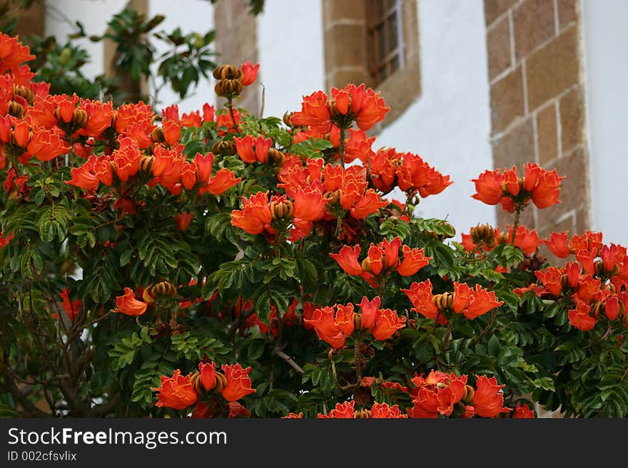 African tulip tree