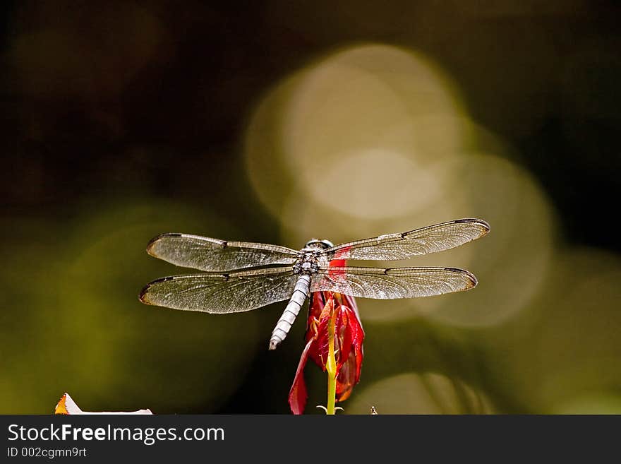 Dragonfly on flower