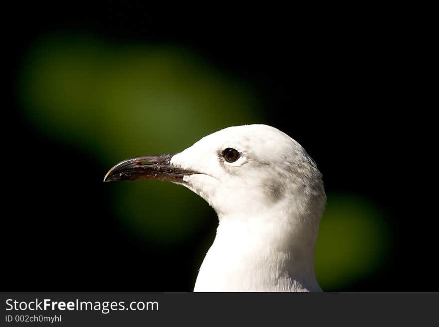 Seagull