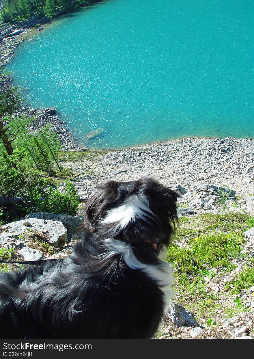 Border collie enjoys the view from the hiking trail, Lake Louise area, Banff National Park, Canada. Border collie enjoys the view from the hiking trail, Lake Louise area, Banff National Park, Canada