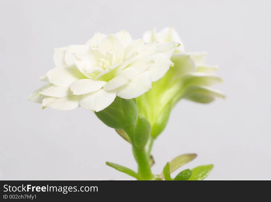 White double-flowering kalanchoe