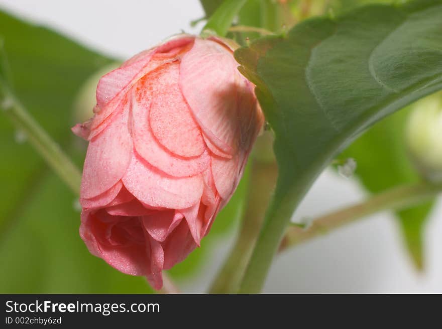 Bud of balsamine (Wet Ivan, Van'ka Mokriy)