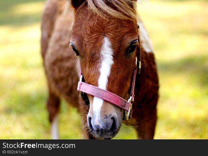 Close up of a young colg. Close up of a young colg