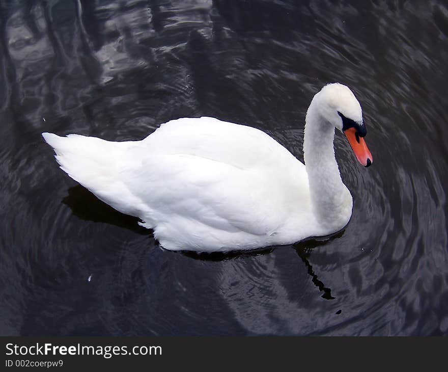 Swan at Llangors Lake, Wales. Swan at Llangors Lake, Wales