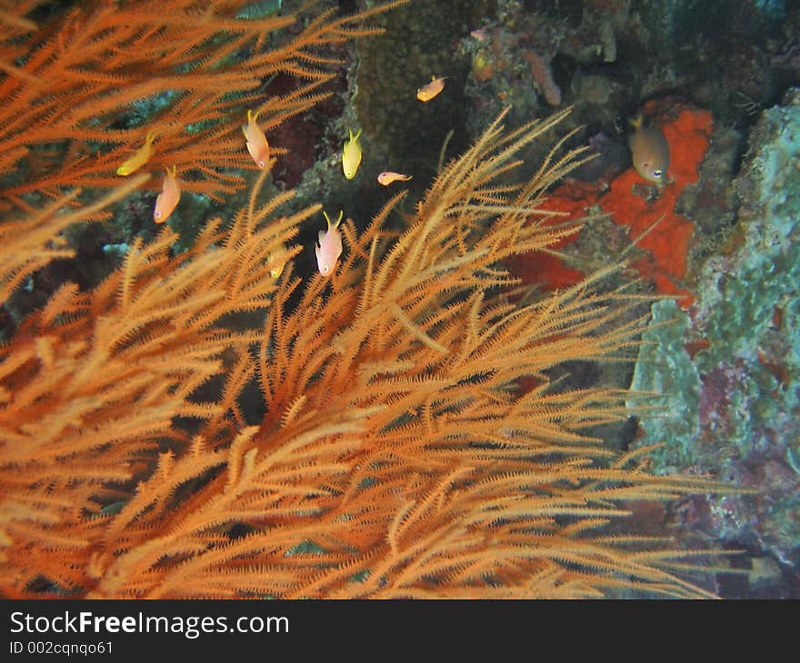 Orange species of soft coral with little fishes hiding in within. Orange species of soft coral with little fishes hiding in within