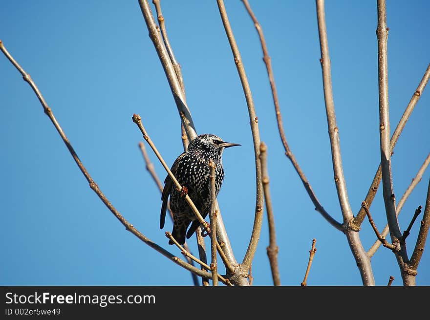 Starling close-up. Starling close-up