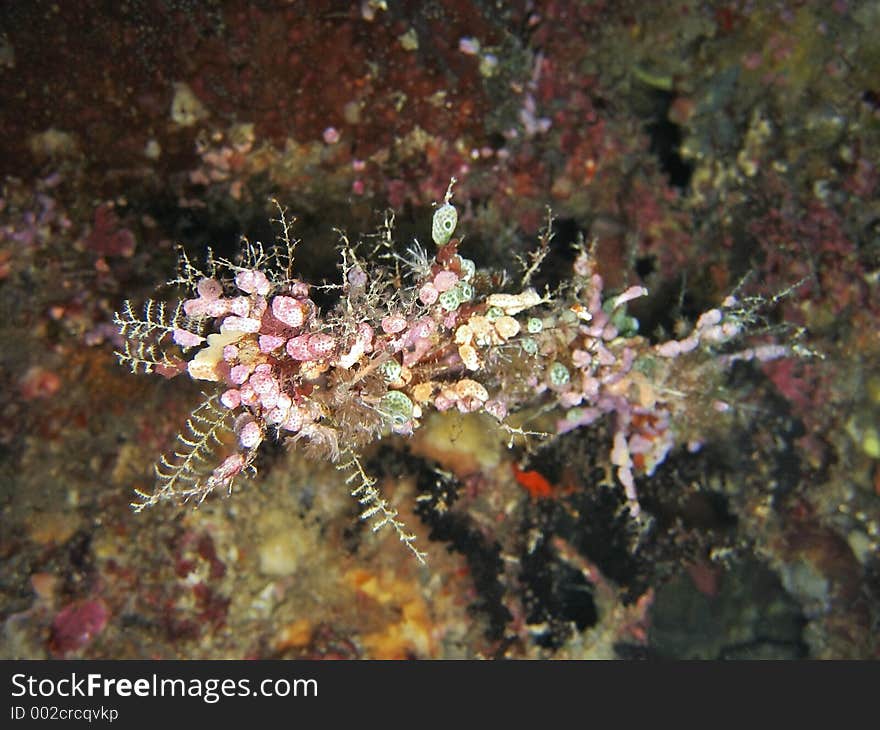 A colony of ascidians