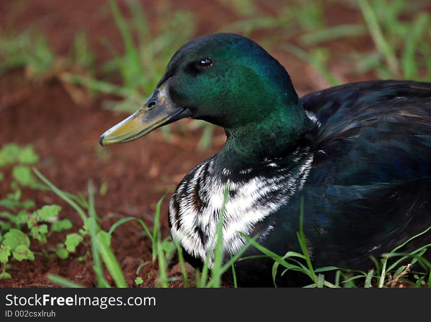 Duck stairing