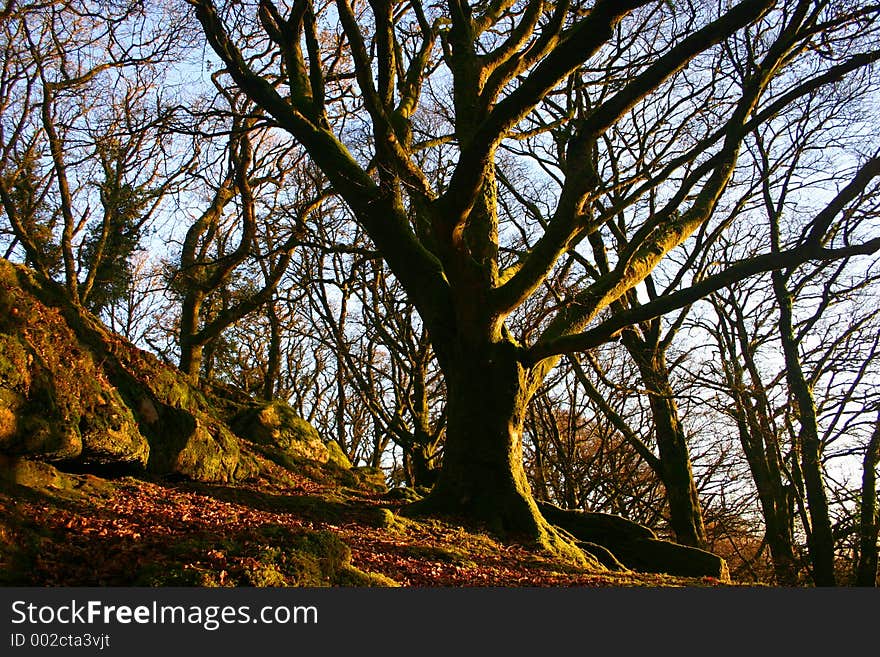 As the sunsets this tree grabs as much sunlight as possible. As the sunsets this tree grabs as much sunlight as possible.