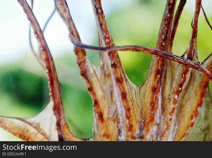 Dried squid