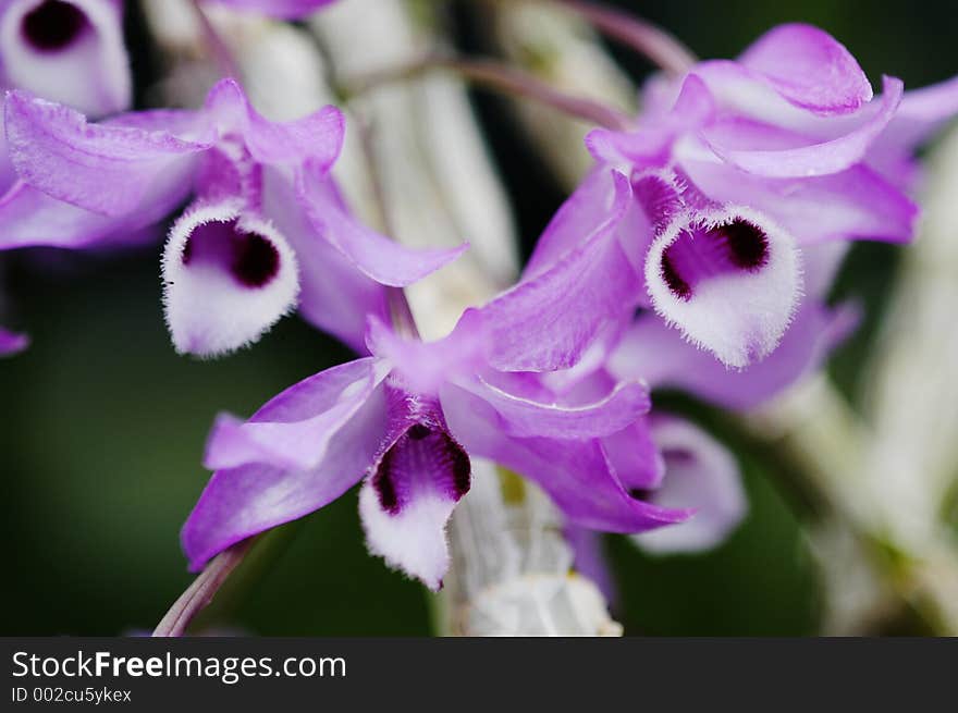 Dendrobium parishii Orchid