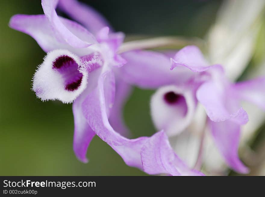 Dendrobium Parishii Orchid