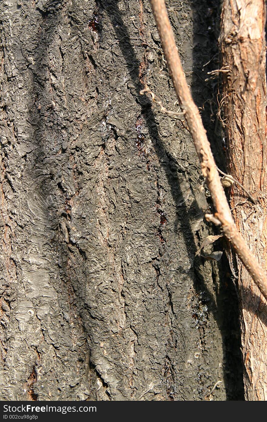 Tree Texture Detail