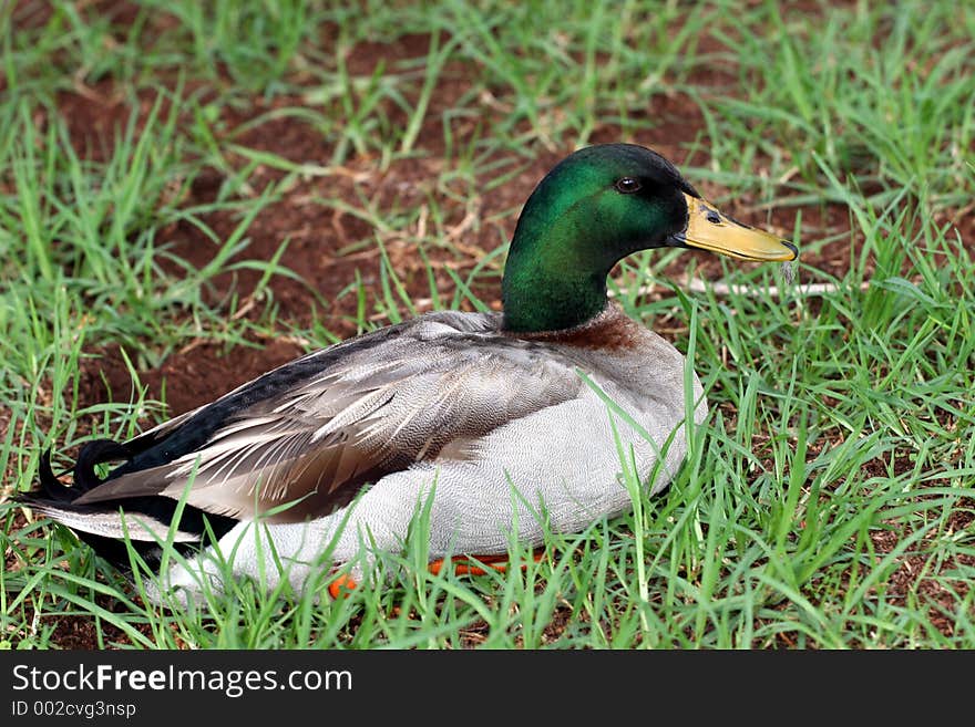 Duck resting after a long day. Duck resting after a long day