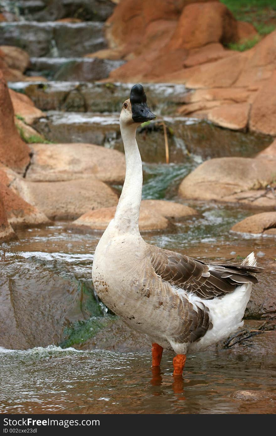 Weird looking bird looking at you