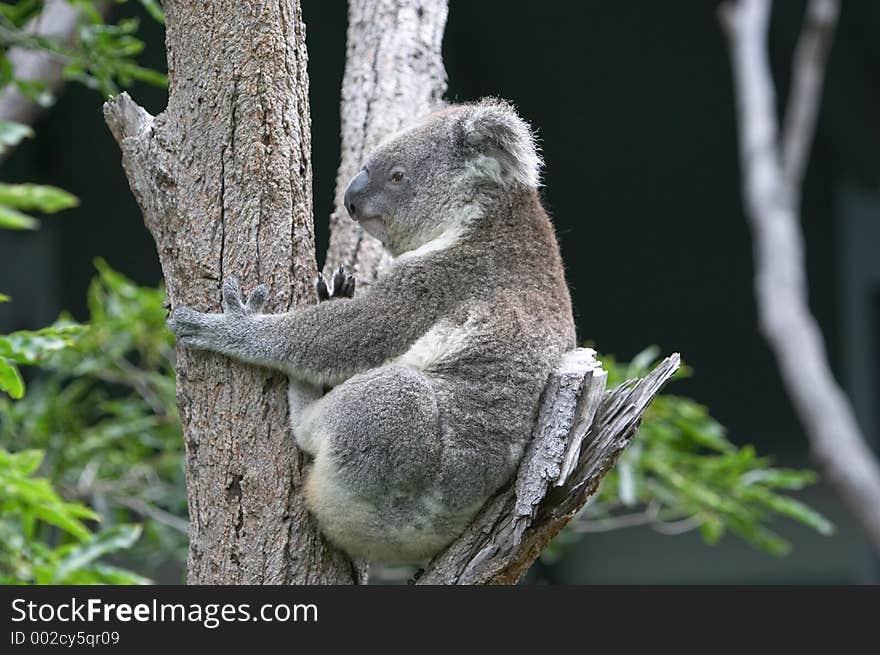 Koala in tree, Sydney zoo