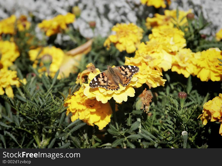 Butterfly landing on a flower