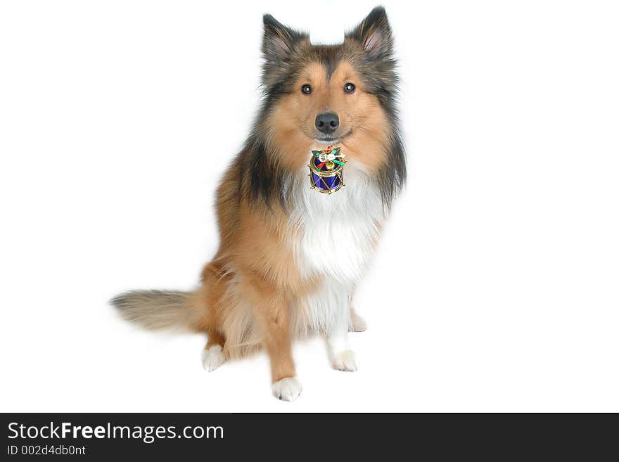 Dog with blue christmas drum