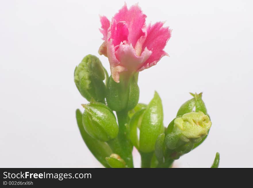 Pink dentate Kalanchoe - macro, isolated