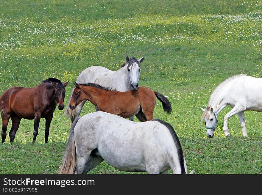 White and Brown Spanish Andalucian horses in a lush green field. White and Brown Spanish Andalucian horses in a lush green field