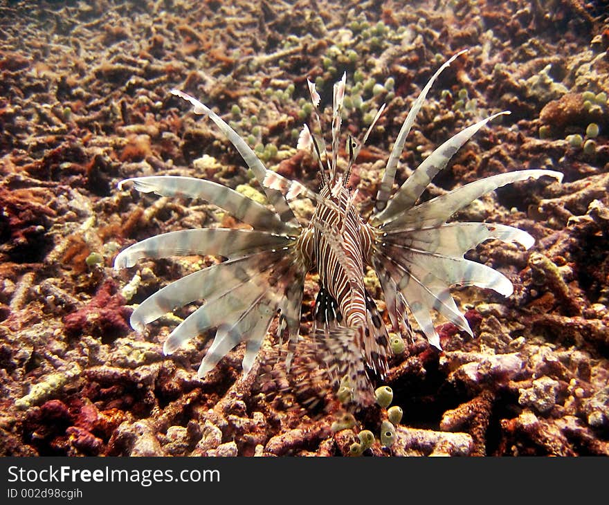 Lionfish Display