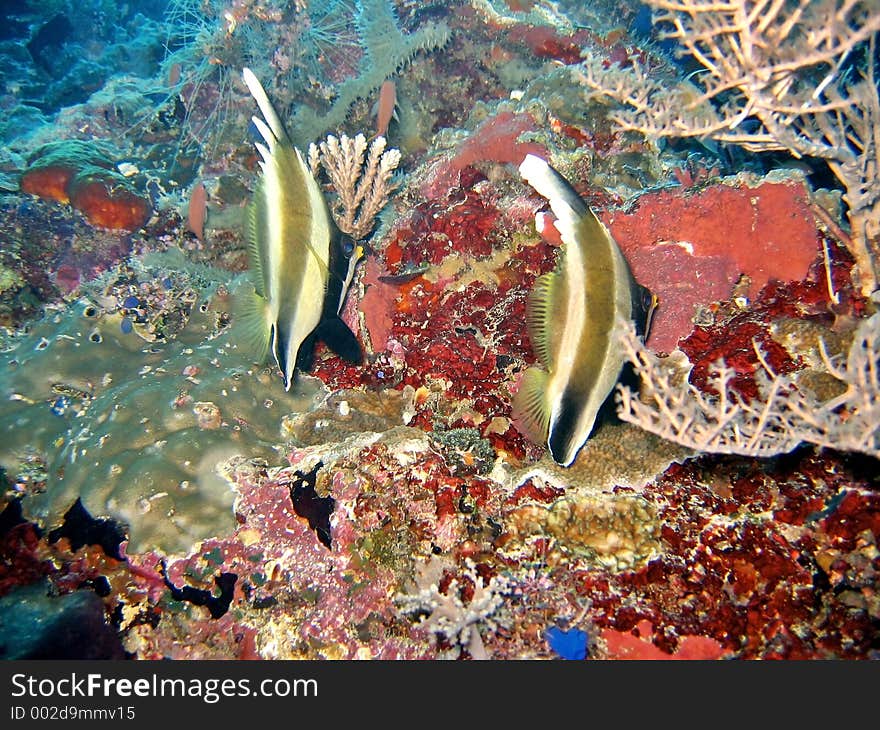 Pennant Bannerfish