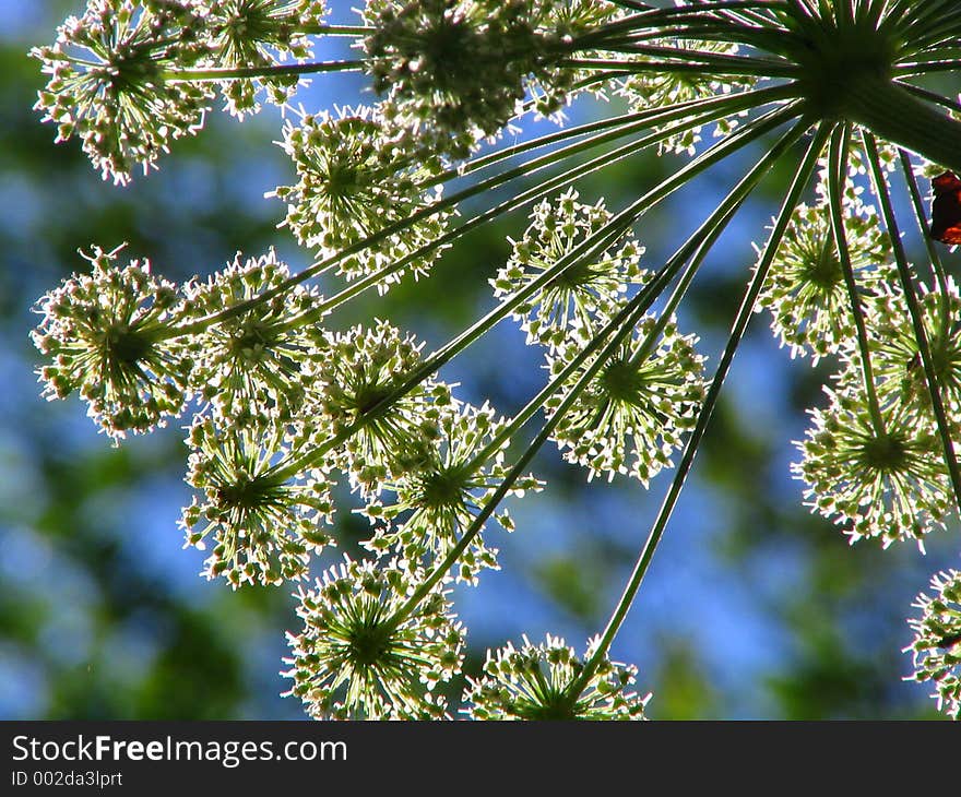 Blossoming field plants. Blossoming field plants