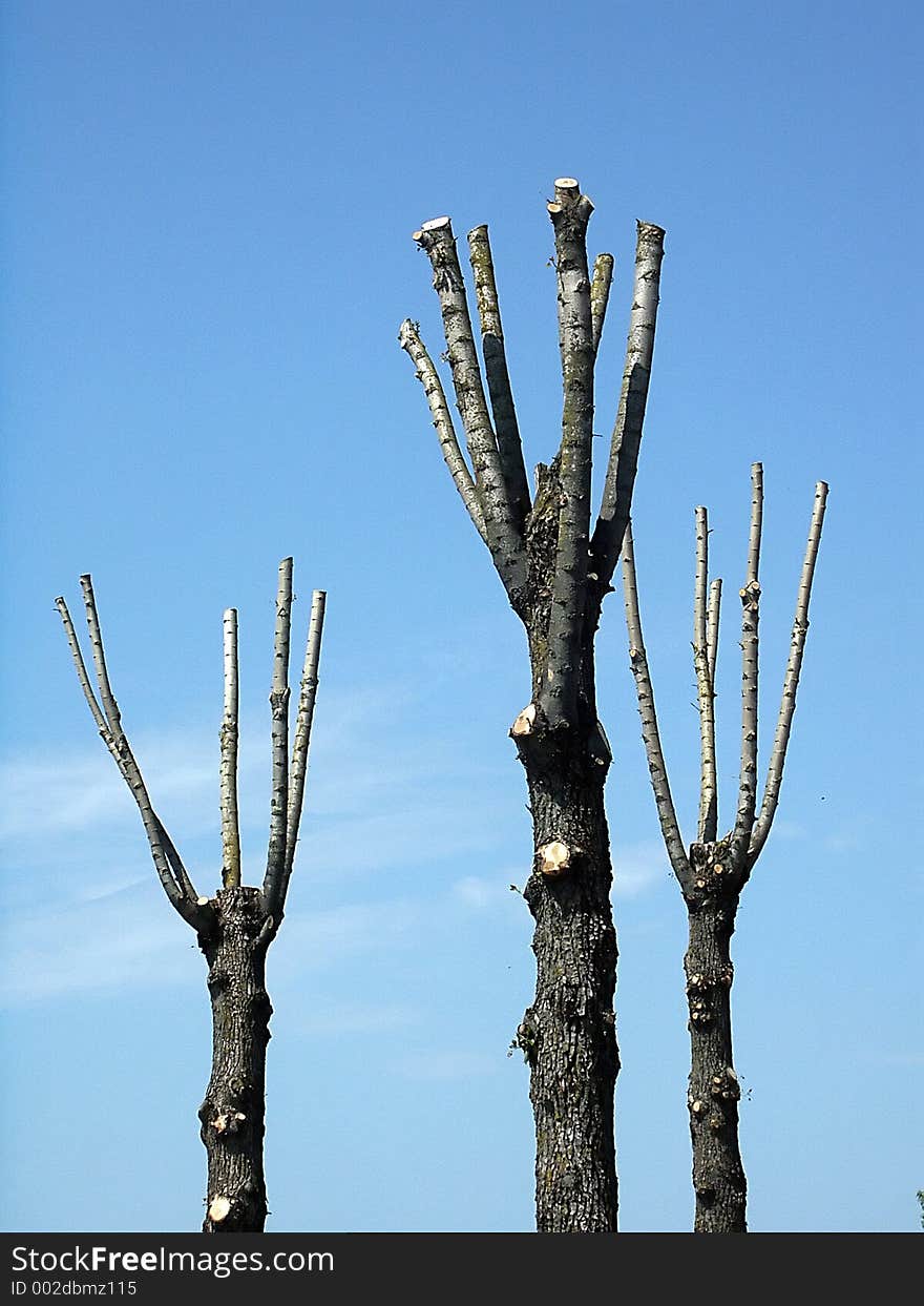 Trees as hands