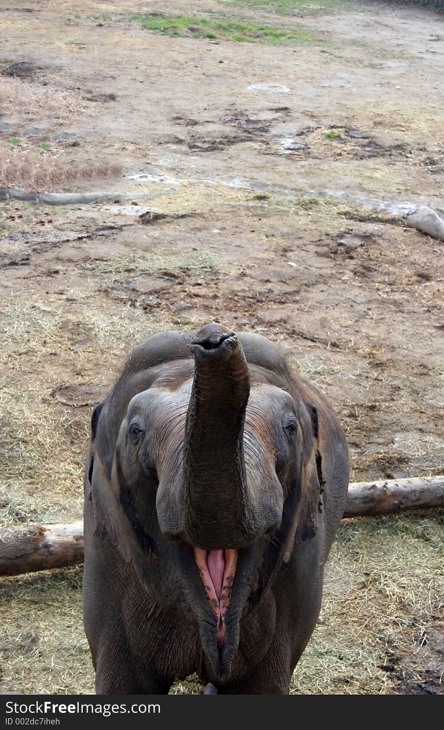 Baby elephant with its mouth open looking for food. Baby elephant with its mouth open looking for food