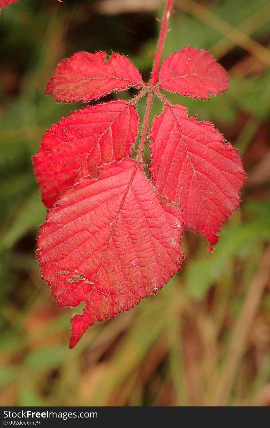 Autumn Leafs in red.