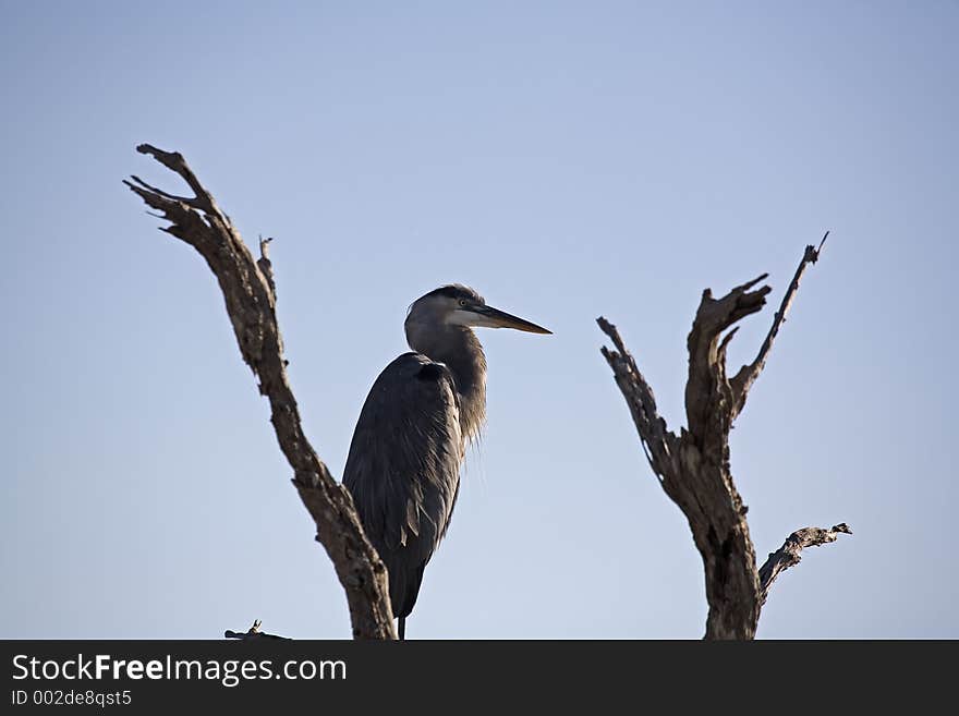 Heron