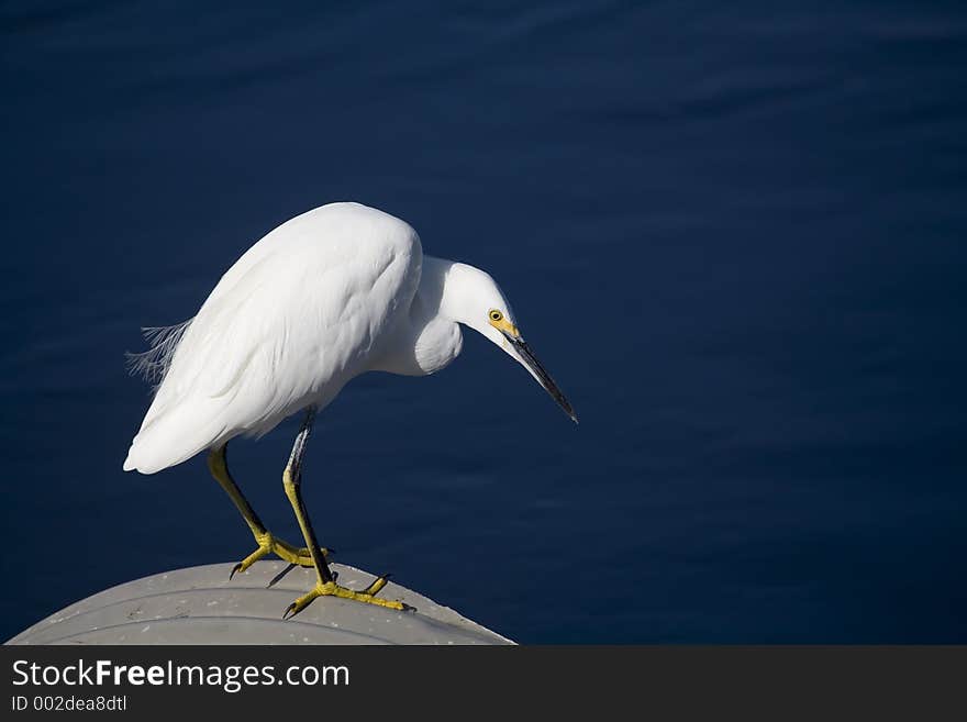 Egret