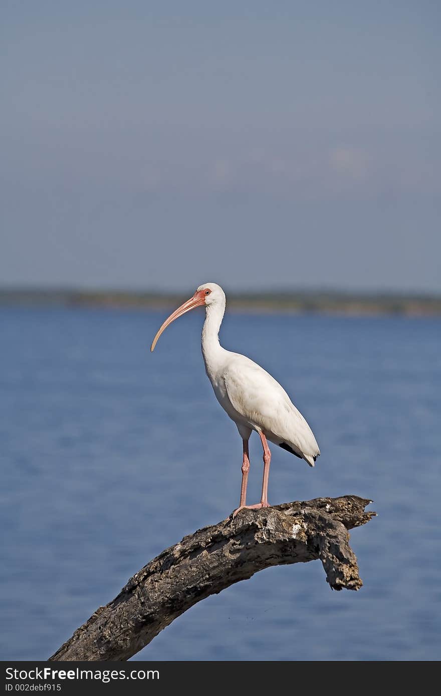 Ibis