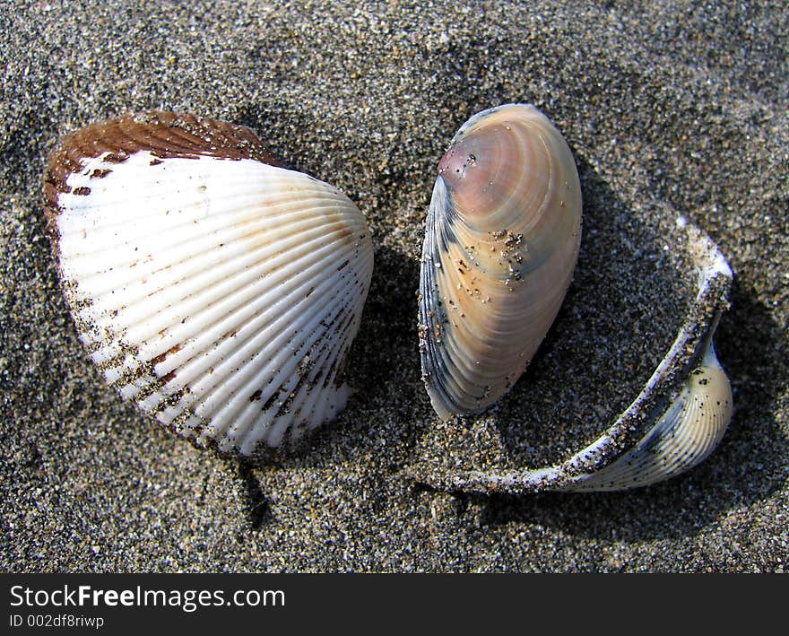 Sea shells still life