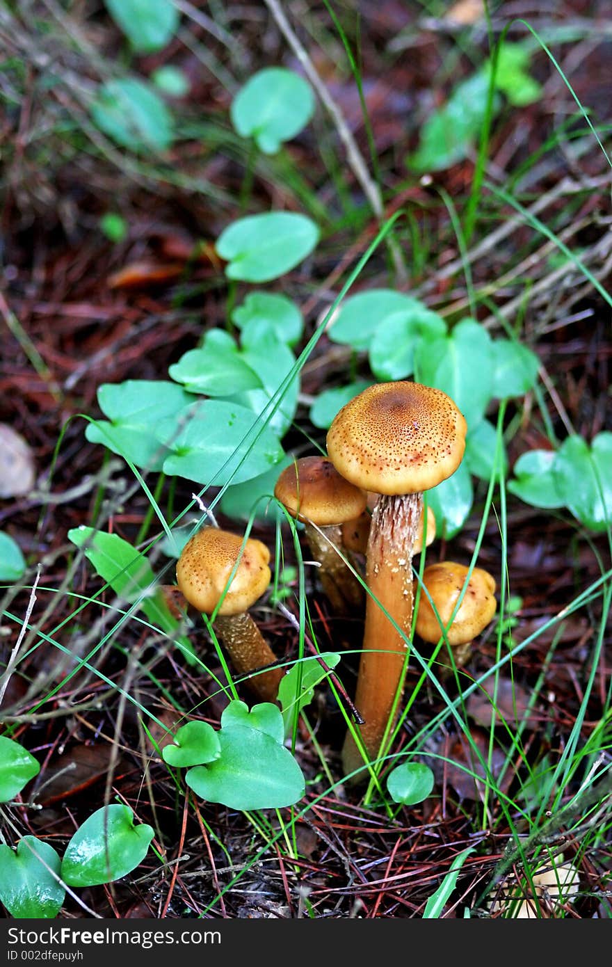 Wild Mushrooms Or Toadstools