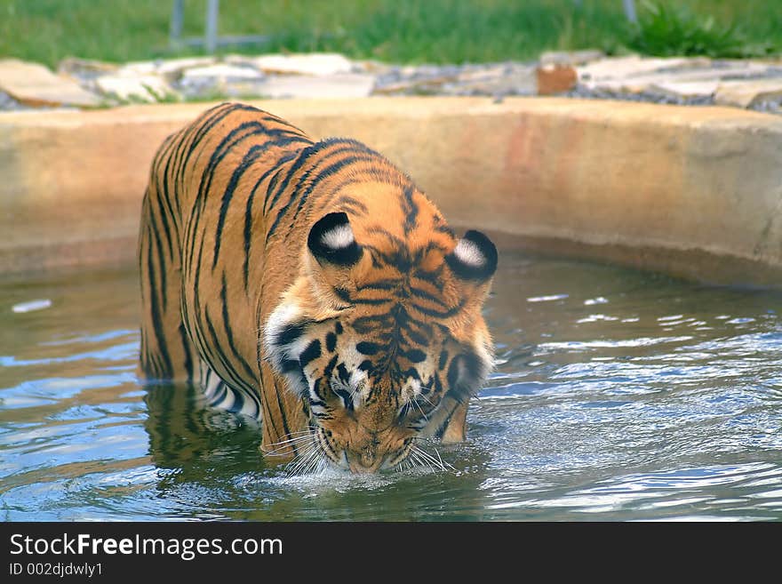 Angry tiger drinking close-up