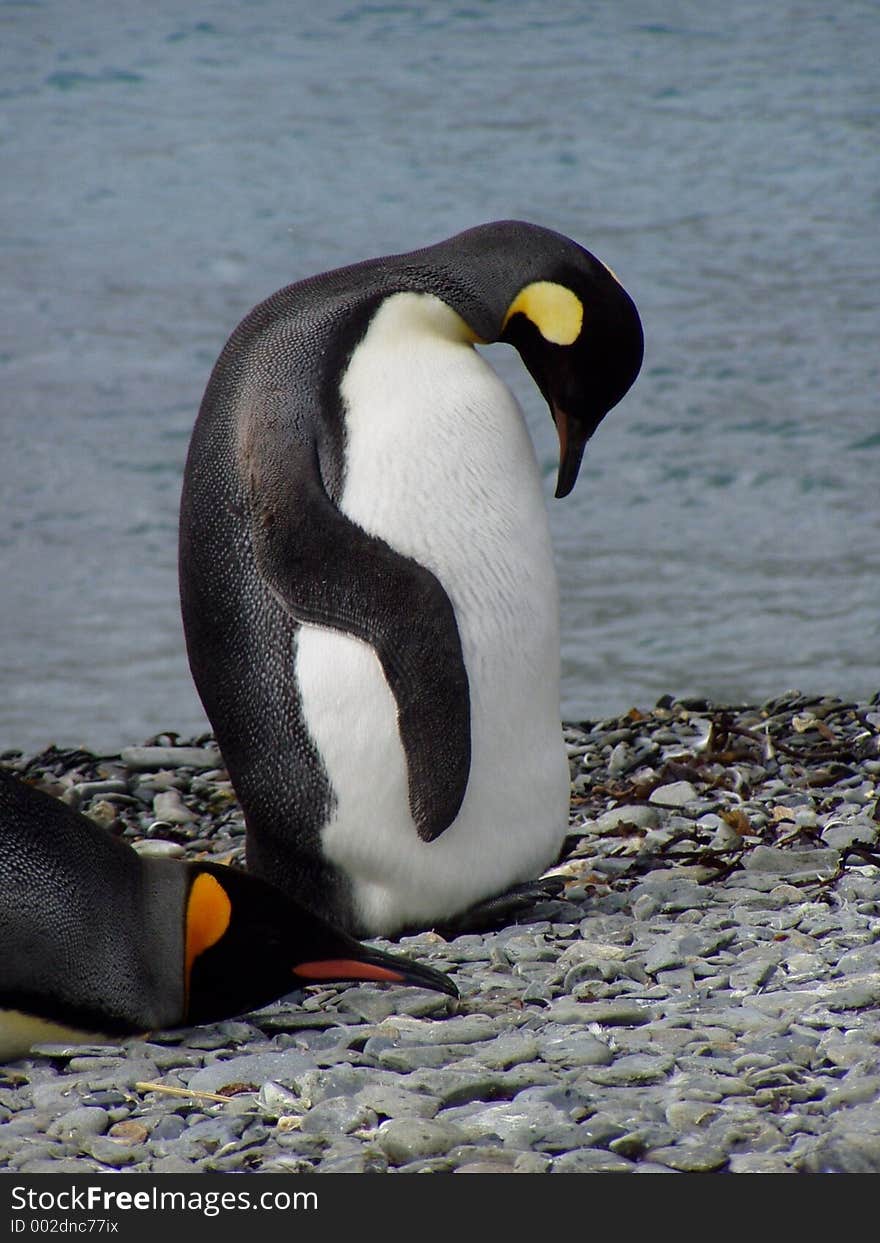 King Penguin XIII