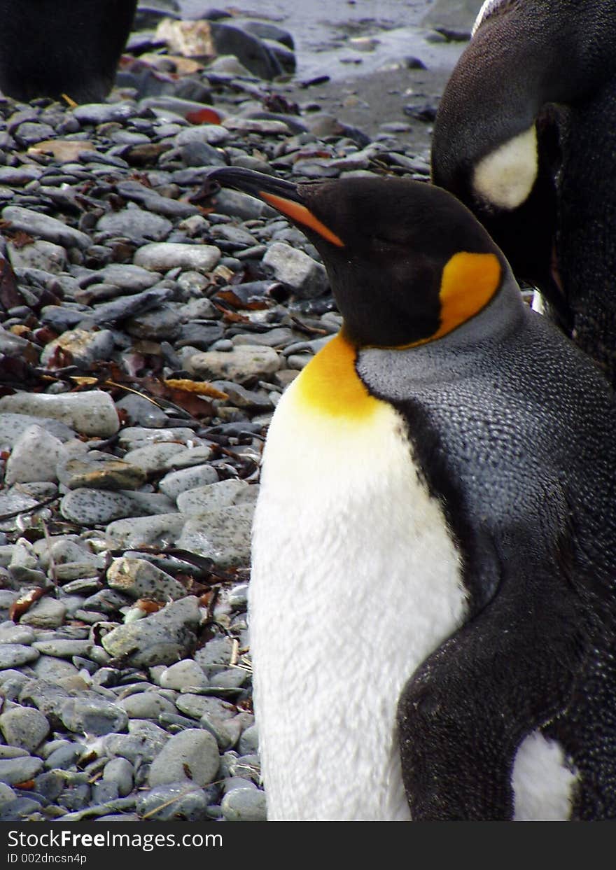 King Penguin XI