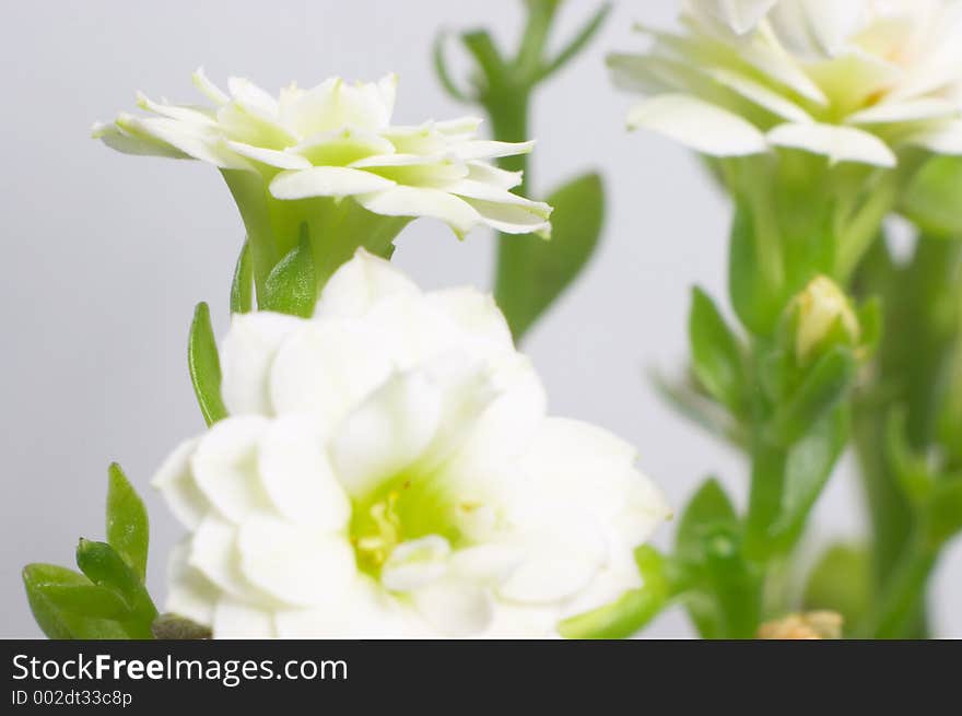 White double-flowering kalanchoe